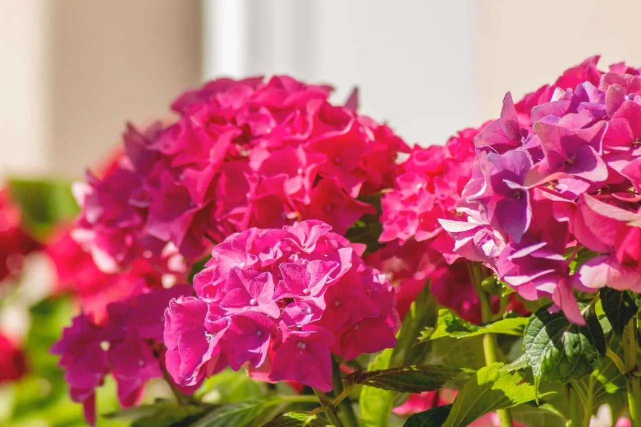 Hortensia Buje 0*,  Kroatien