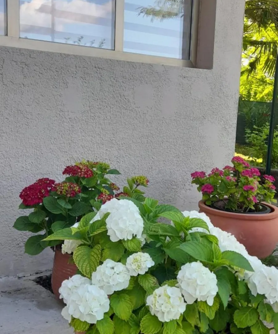 Hortensia Buje 0*,  Kroatien